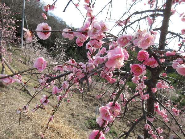 【土岐市】高山梅園