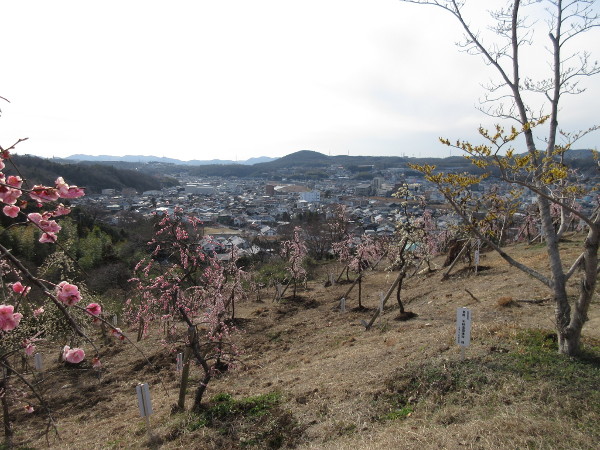 【土岐市】高山梅園