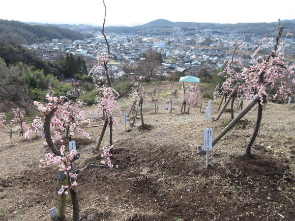【土岐市】高山梅園