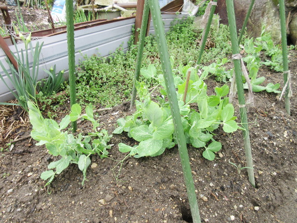 エンドウ豆の芽が出た!