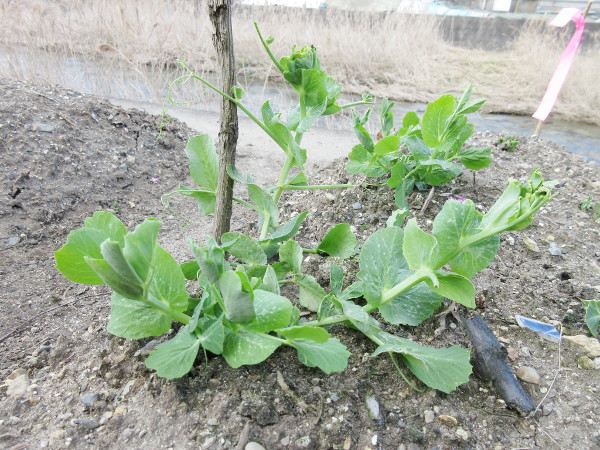 エンドウ豆の芽が出た!