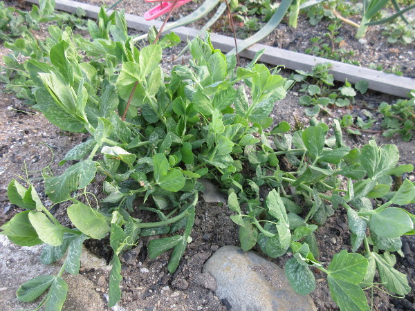 エンドウ豆の芽が出た!