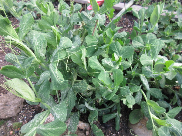 エンドウ豆の芽が出た!