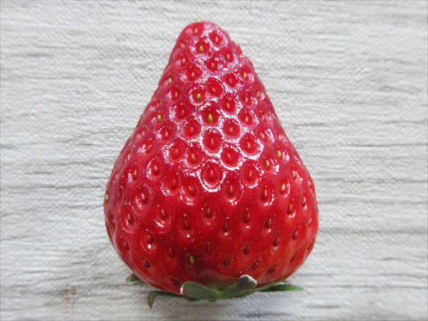 【苺の断面図】華かがり