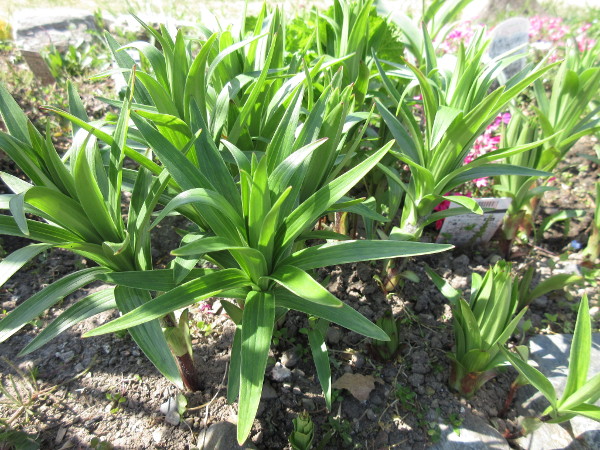 今日の畑仕事（4月27日）