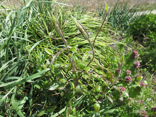 今日の畑仕事（4月27日）