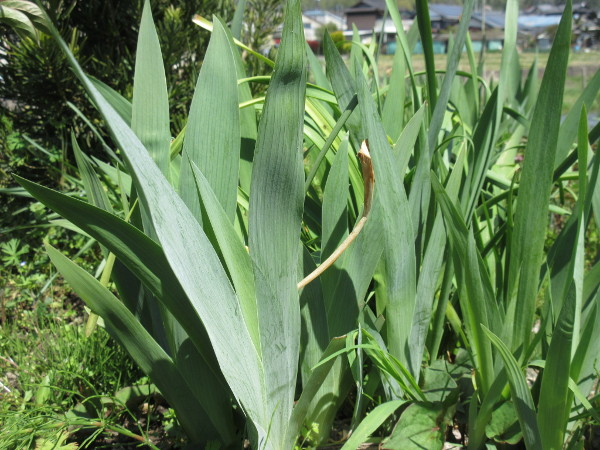 今日の畑仕事（4月27日）