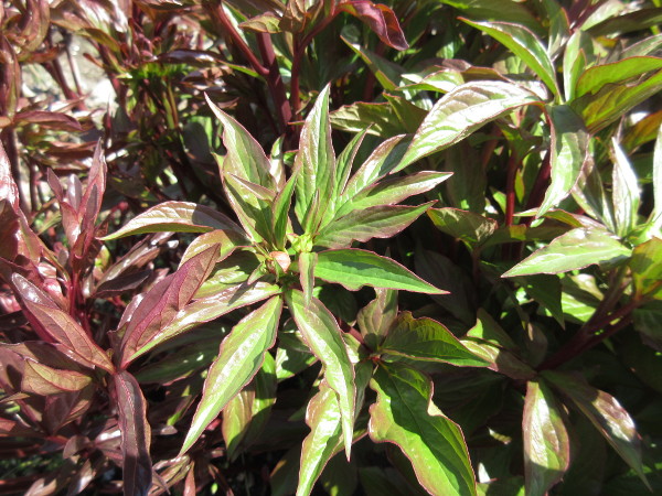 今日の畑仕事（4月27日）