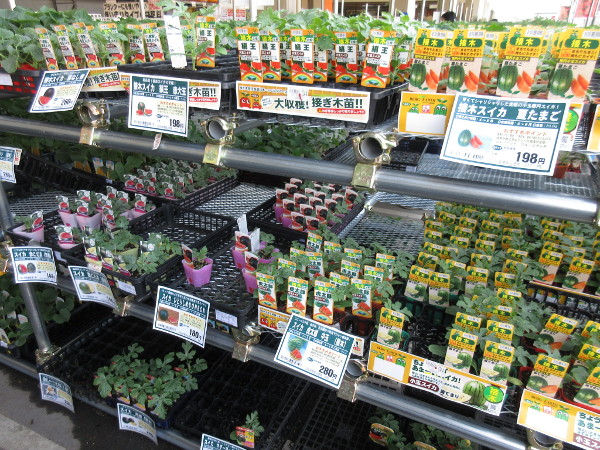今日の畑仕事(5月4日)