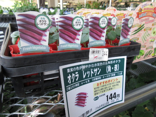 今日の畑仕事(5月4日)