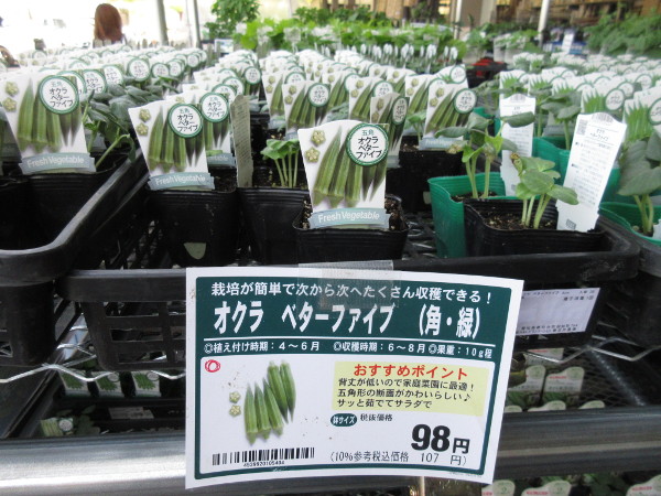 今日の畑仕事(5月4日)