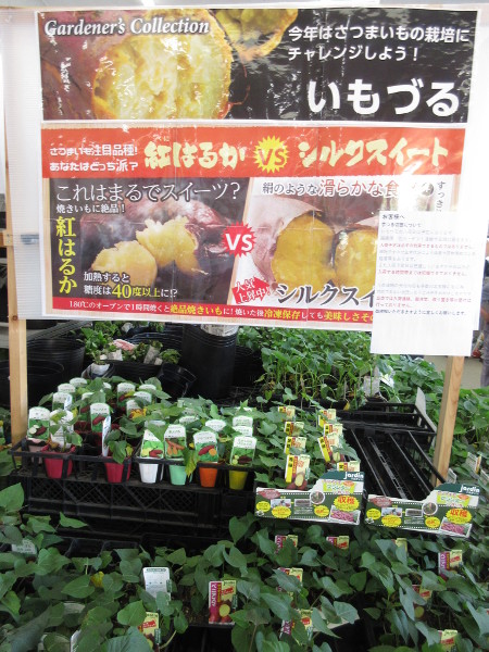 今日の畑仕事(5月4日)