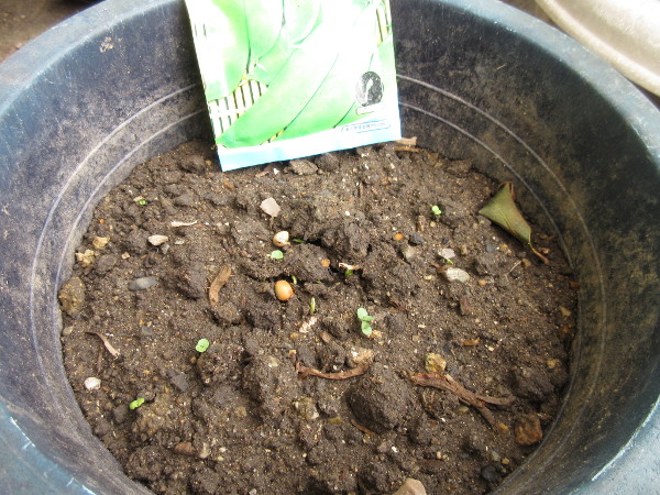 大葉しその苗を畑に植え替えました