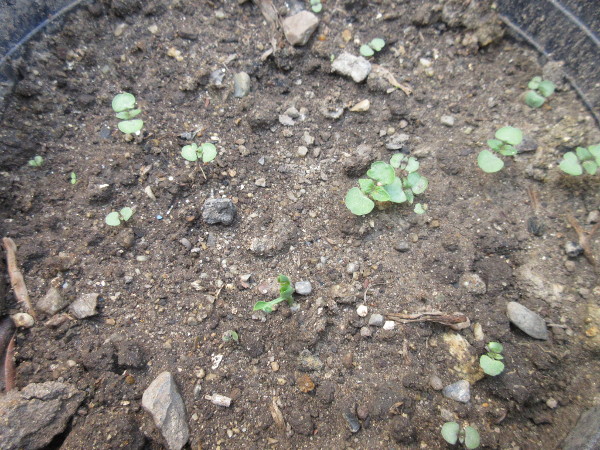 大葉しその苗を畑に植え替えました