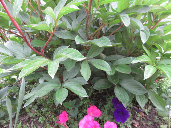 芍薬(シャクヤク)が咲くまで