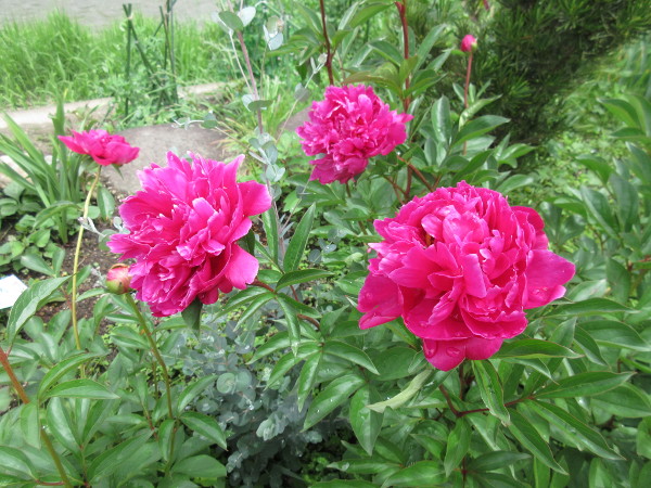 芍薬(シャクヤク)が咲くまで