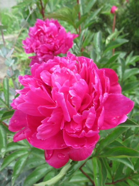芍薬(シャクヤク)が咲くまで