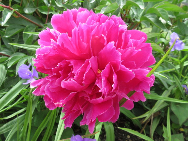 芍薬(シャクヤク)が咲くまで