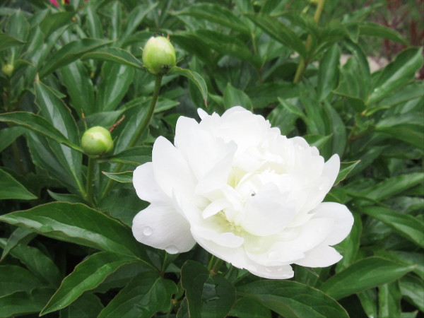 芍薬(シャクヤク)が咲くまで