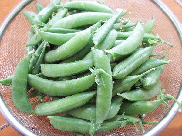 エンドウ豆を撤収しました