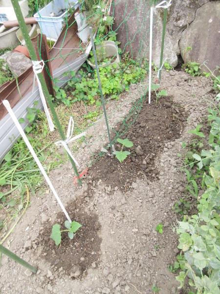 今日の畑仕事(6月4日)