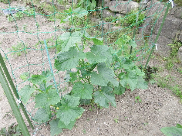 今日の畑仕事(6月4日)