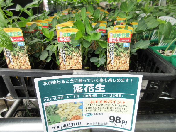 今日の畑仕事(6月10日)