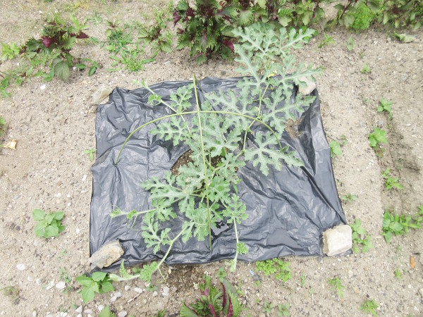 スイカを植えてから1ヵ月以上が経過しました