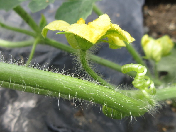 スイカを植えてから1ヵ月以上が経過しました