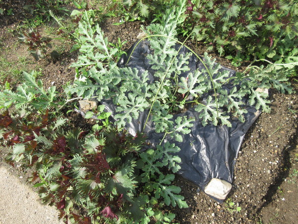スイカを植えてから1ヵ月以上が経過しました