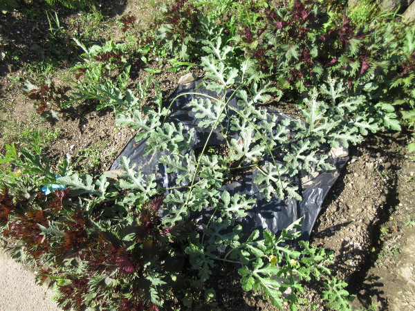 スイカを植えてから1ヵ月以上が経過しました