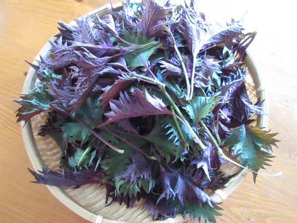赤紫蘇ジュースを作りました