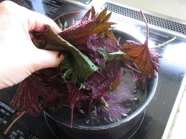 赤紫蘇ジュースを作りました