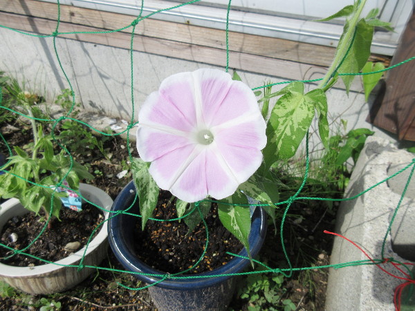 朝顔が咲きました