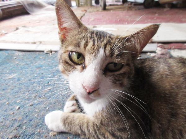 猫の自己紹介