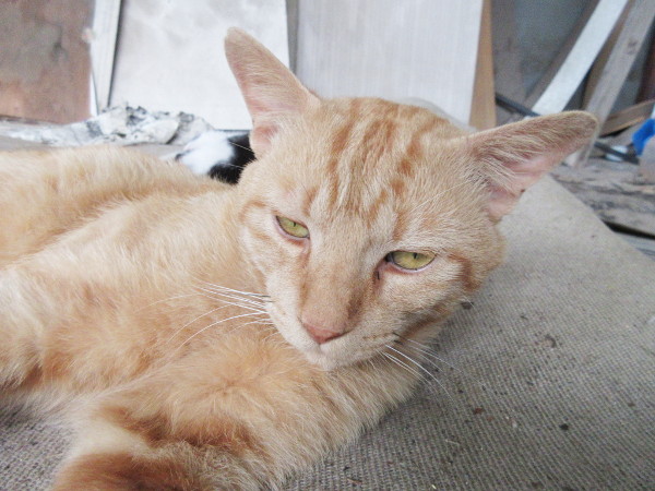 猫の自己紹介