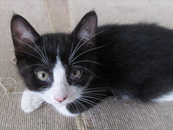 猫の自己紹介