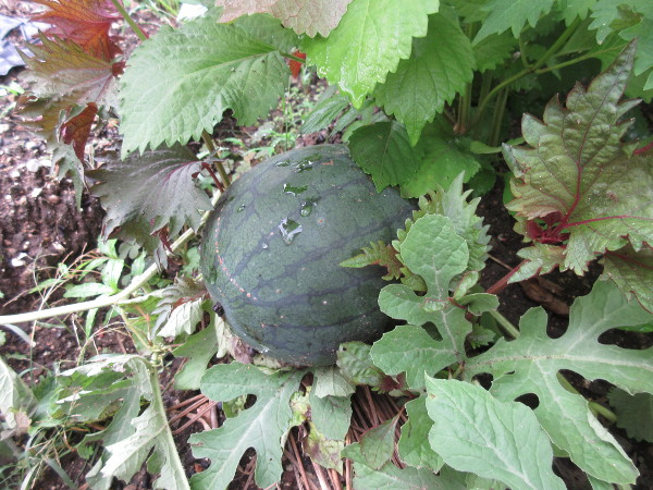 今日の畑仕事(7月12日)