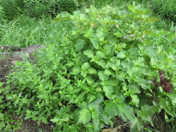 今日の畑仕事(7月12日)
