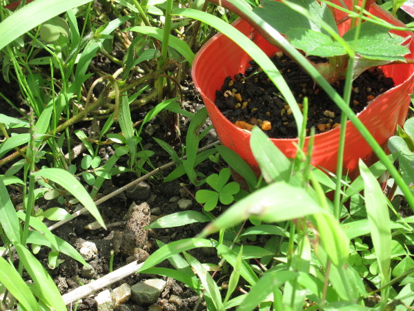 苺のランナーから子株をとるには