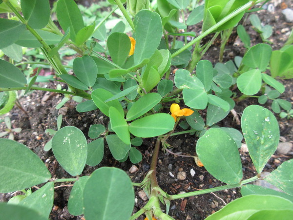 落花生、スクスクと育っています