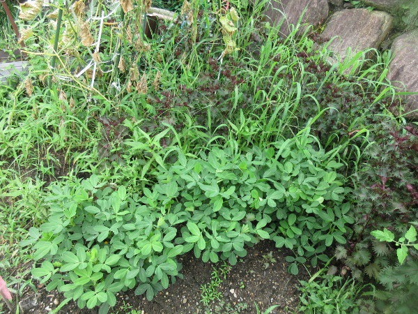 落花生、スクスクと育っています