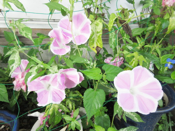 今日の畑仕事(9月24日)