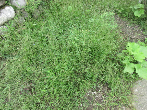 今日の畑仕事(9月24日)