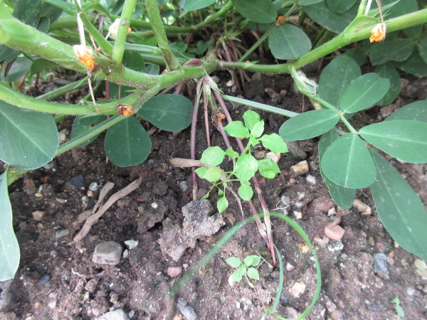 落花生、スクスクと育っています(9月進捗)