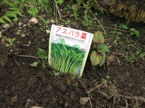 今日の畑仕事(10月30日)