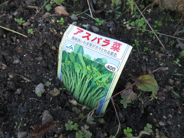 今日の畑仕事(10月30日)