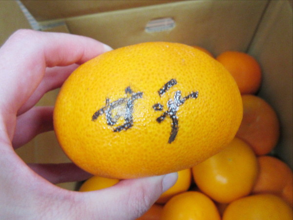 かんきつだんめん図鑑が出来るまで(第2回)