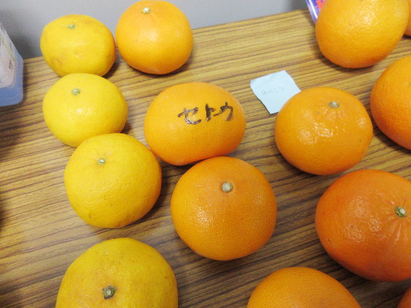 かんきつだんめん図鑑が出来るまで(第2回)