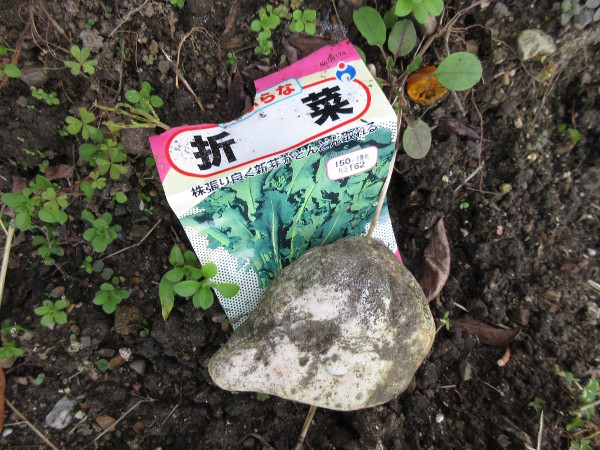 今日の畑仕事（11月15日）